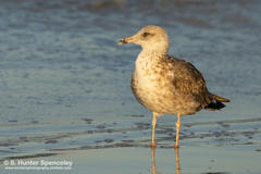 Larus fuscus graellsii