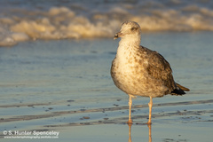 Larus fuscus graellsii