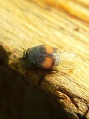 Histeridae