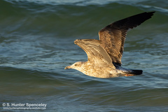 Larus fuscus graellsii