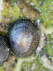 Siphonaria naufragum