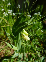 Lathyrus ochrus