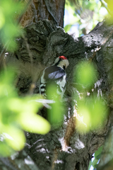 Dendrocopos syriacus
