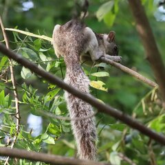 Sciurus variegatoides helveolus