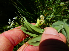 Lathyrus ochrus