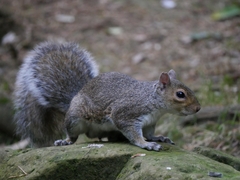 Sciurus carolinensis