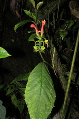 Centropogon vaughianus