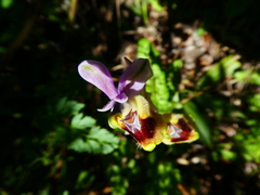 Ophrys tenthredinifera