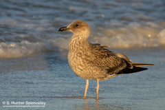 Larus argentatus smithsonianus