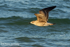 Larus argentatus smithsonianus
