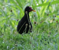 Jacana jacana hypomelaena