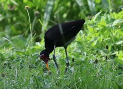 Jacana jacana hypomelaena