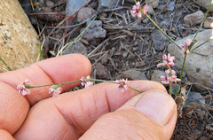 Eriogonum vimineum