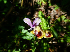 Ophrys tenthredinifera