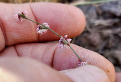 Eriogonum vimineum