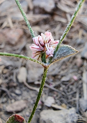 Eriogonum vimineum