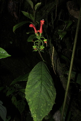 Centropogon vaughianus