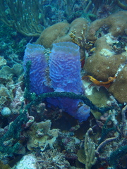Callyspongia plicifera