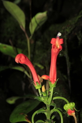 Centropogon vaughianus