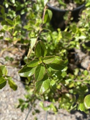 Lonicera subspicata
