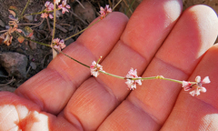Eriogonum vimineum
