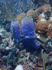 Callyspongia plicifera