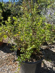 Lonicera subspicata