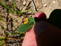 Coronilla scorpioides