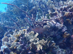 Cephalopholis cruentata