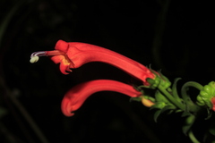 Centropogon vaughianus