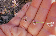 Eriogonum vimineum