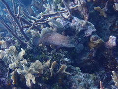 Cephalopholis cruentata