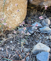 Eriogonum vimineum