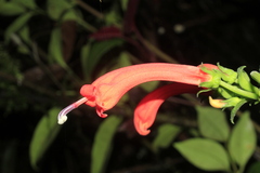 Centropogon vaughianus