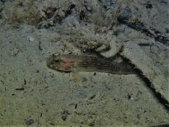 Acentrogobius pflaumii