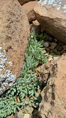 Othonninae