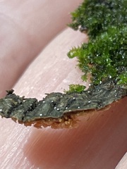 Dictyocatenulata alba