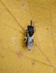 Brachymeria tibialis