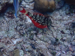 Sparisoma viride