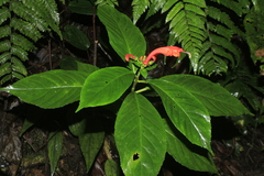 Centropogon vaughianus