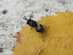 Brachymeria tibialis