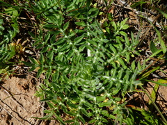Galactites tomentosus