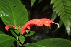 Centropogon vaughianus