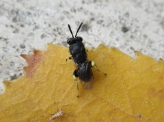 Brachymeria tibialis