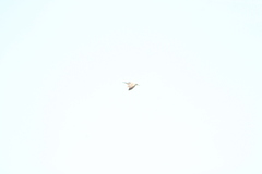 Larus delawarensis