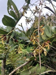 Epidendrum exasperatum