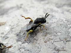 Brachymeria tibialis