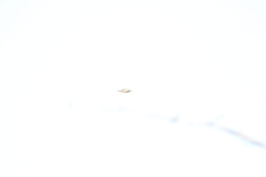 Larus delawarensis