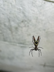 Micrathena sexspinosa
