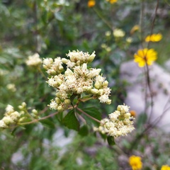 Calea ternifolia